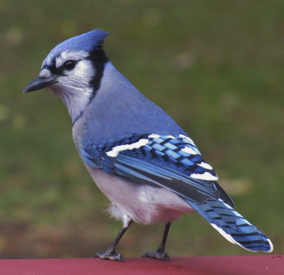 birds