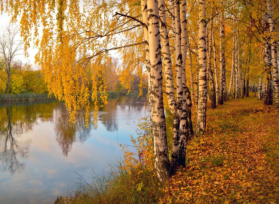 Trees